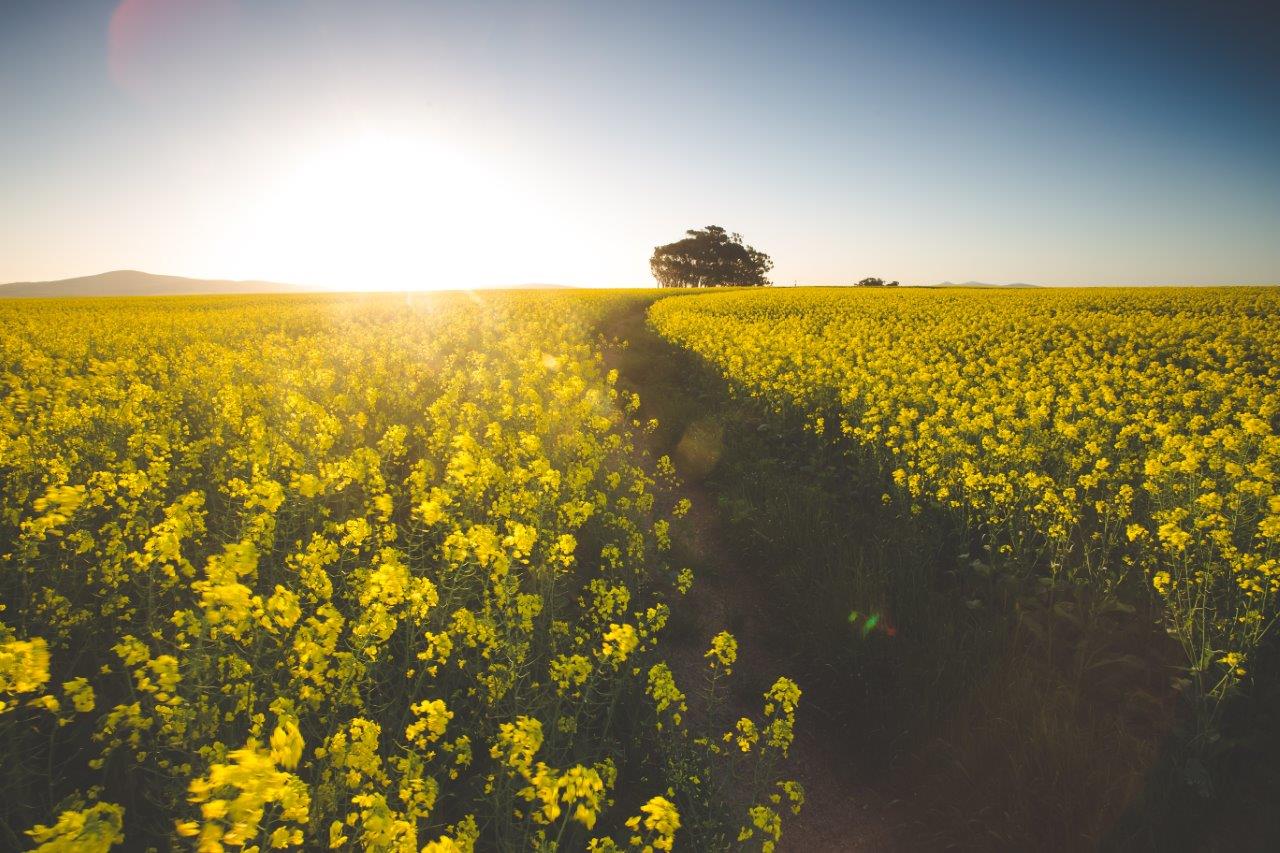 South Africa's Record-Breaking Canola Harvest