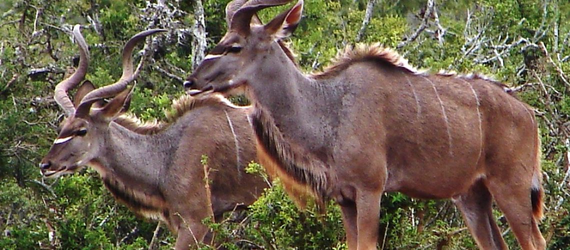 Kirkwood Wildsfees auction