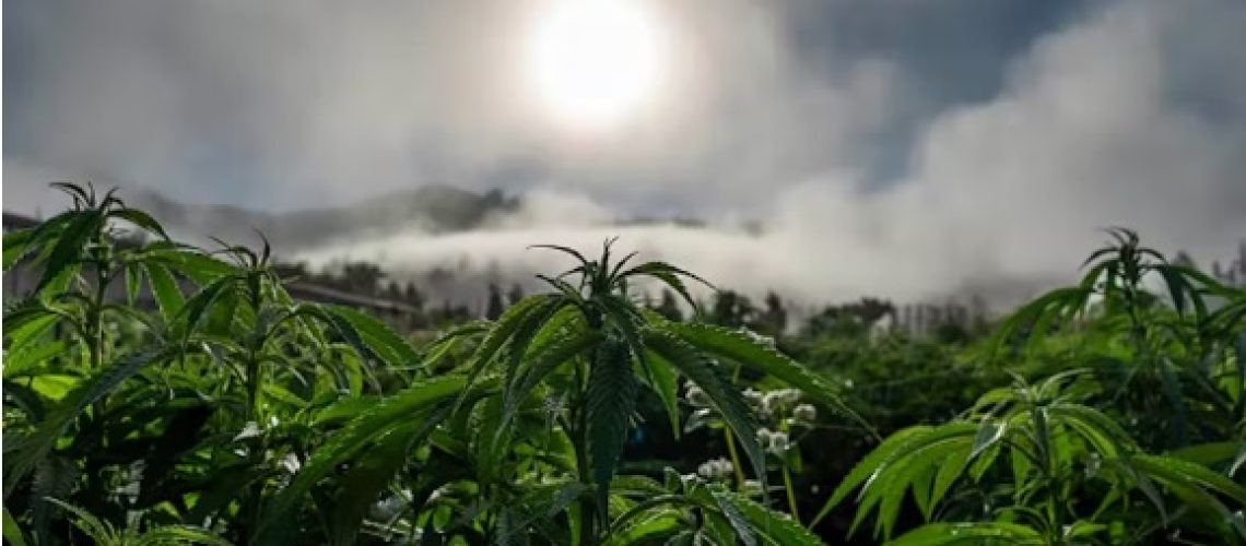 Cannabis industry plans for South Africa