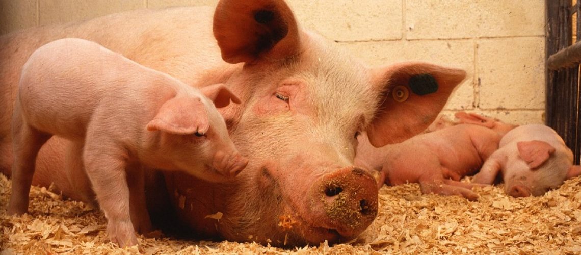 No further African Swine Fever cases reported in Southern Cape